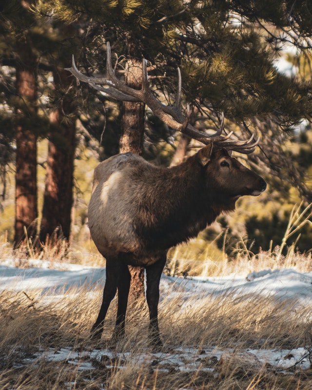 Elk permit drawing and dates announced