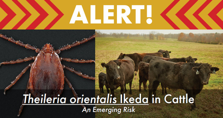 Disease affecting cattle detected in Kentucky; tick previously detected in Martin and other counties