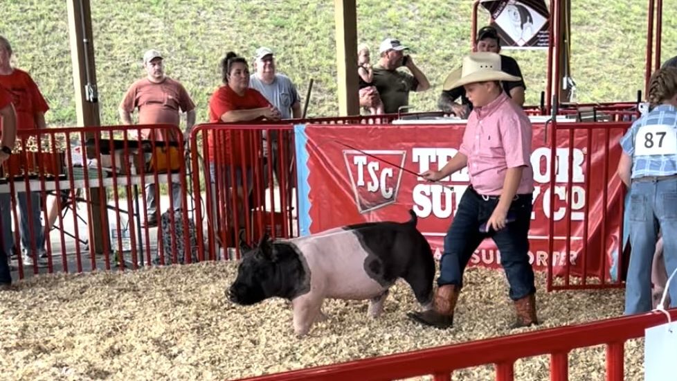 Declan wins livestock show