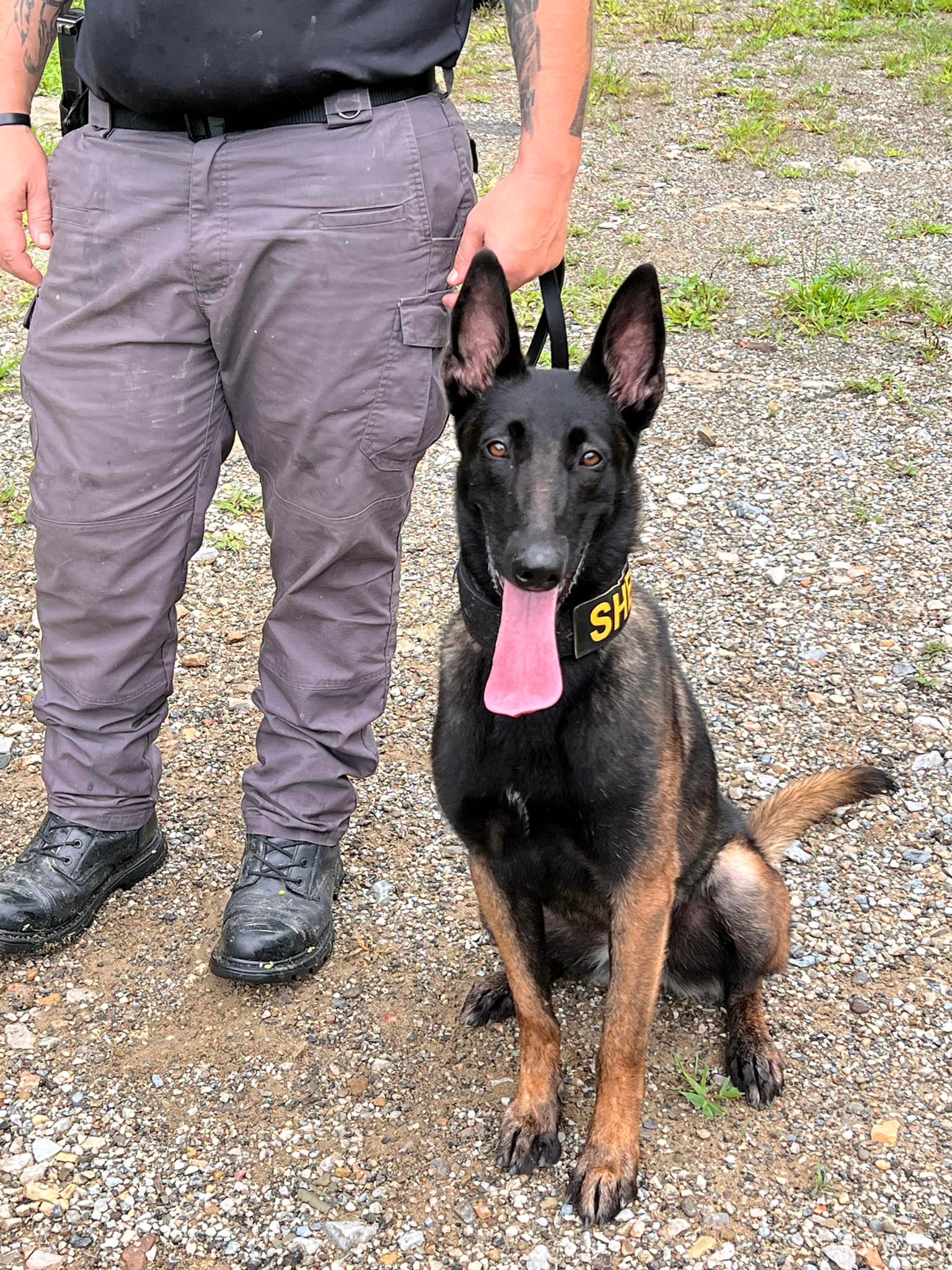 MCSO welcomes new K9 Zoe