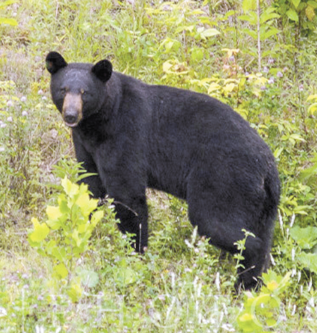 Bear hunting regulations streamlined