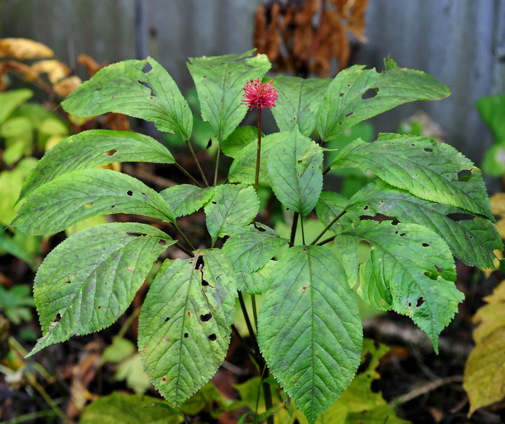 West Virginia man pleads guilty to illegal ginseng trafficking