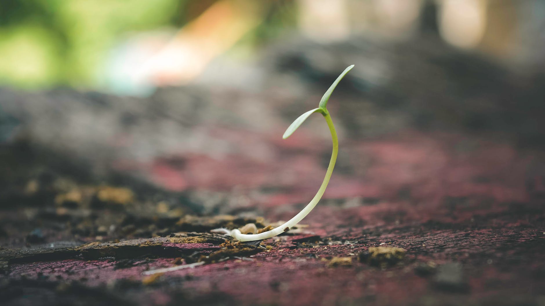 Garden seed voucher program begins Monday