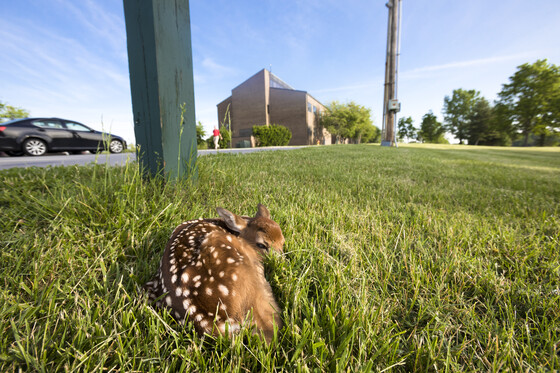 Leave young wildlife alone