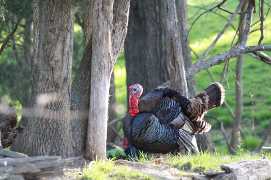 Hunters harvest near-record number of wild turkeys this spring