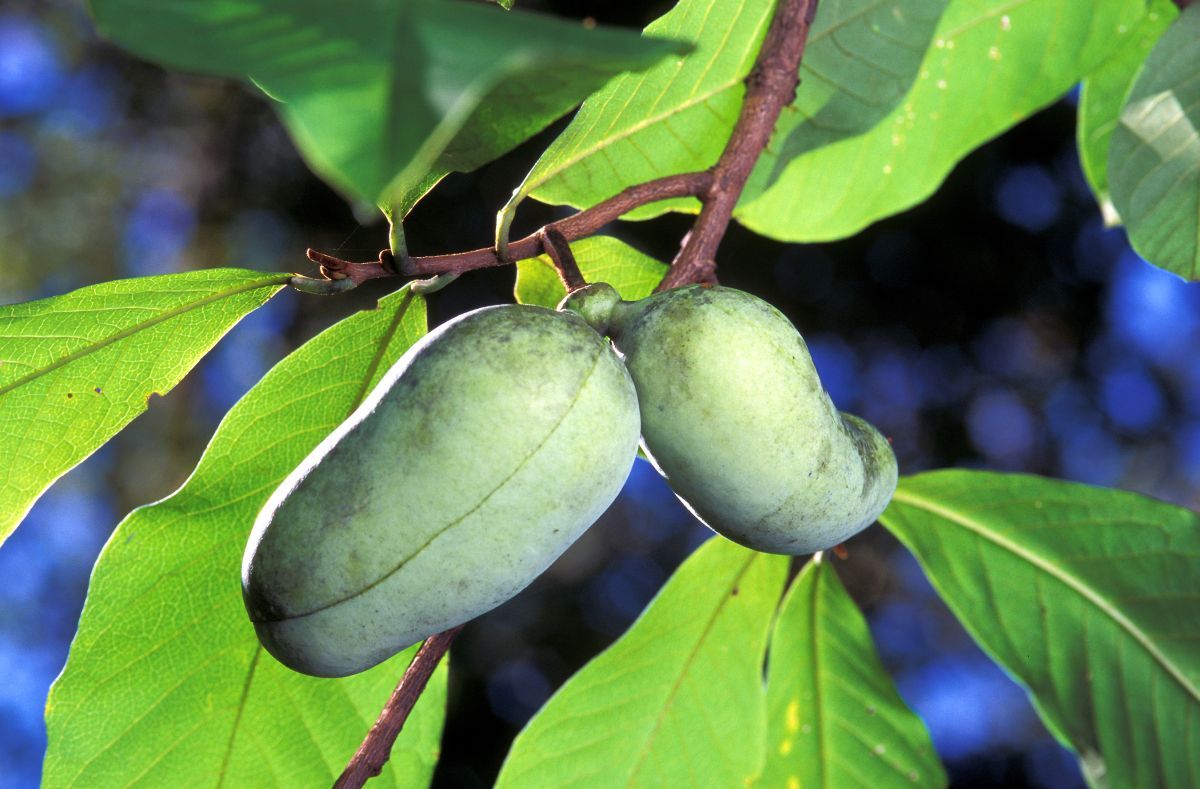 Appalachian pawpaw fruit making a comeback