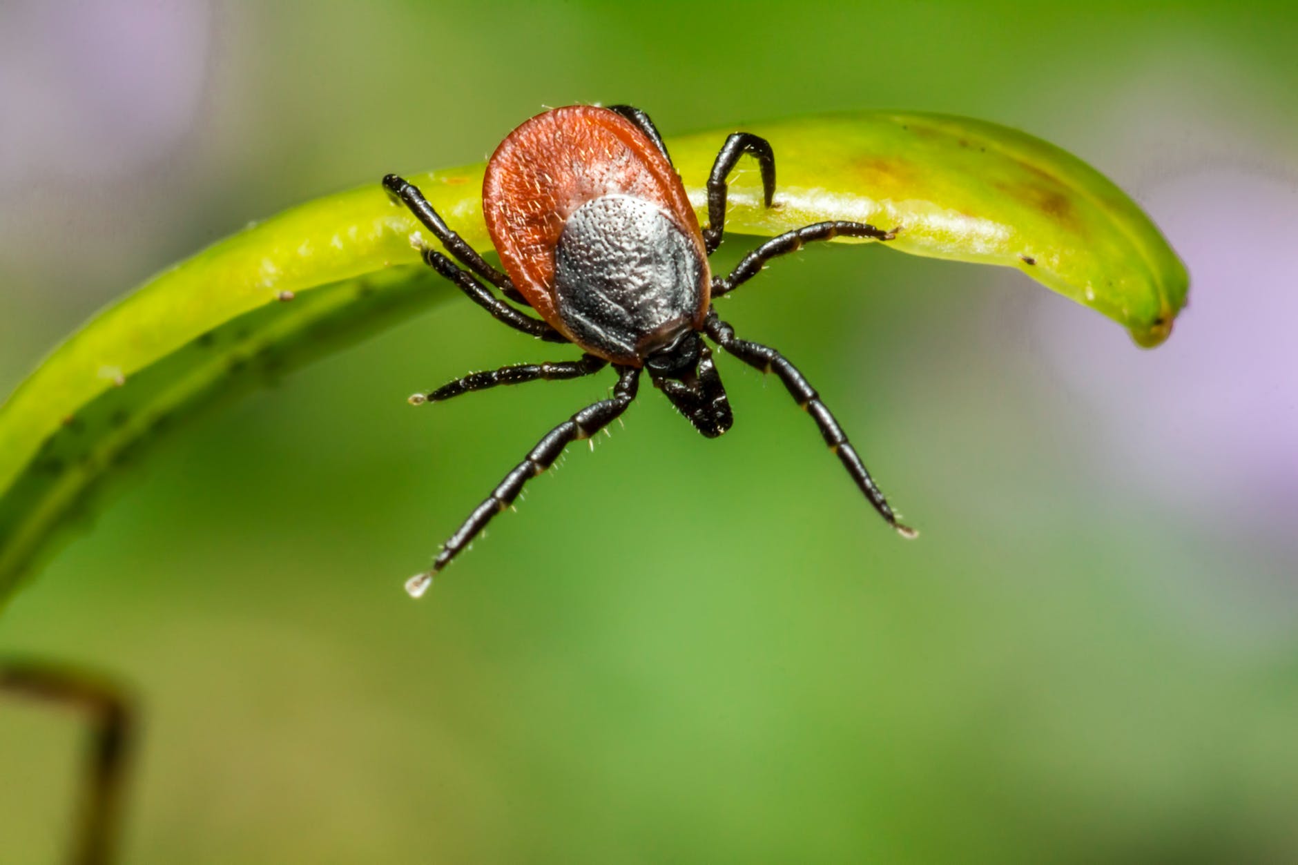 Ticks can’t jump, but static electricity can throw them onto hosts