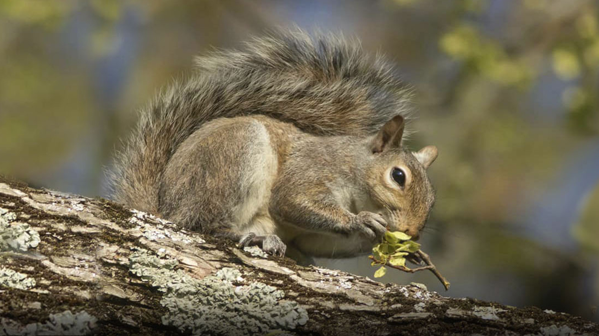 Squirrel season underway