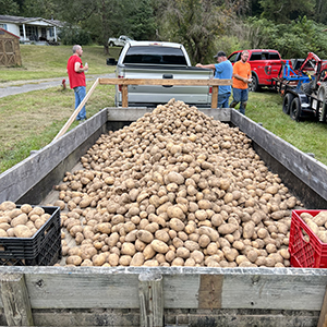 Cousins harvest 2,000 pounds of potatoes