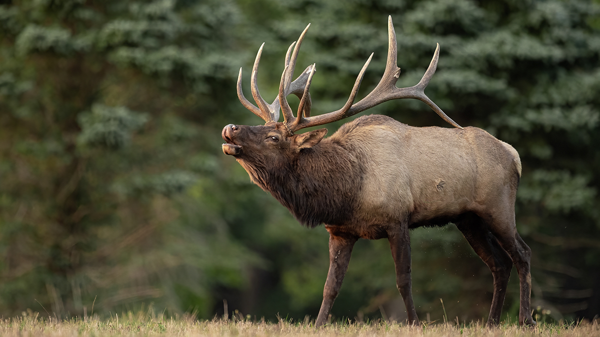 Apply now for Kentucky's 2024 elk hunt drawing The Mountain Citizen
