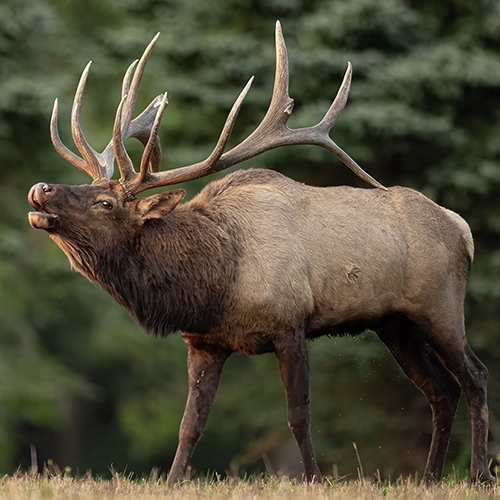 Apply now for Kentucky’s 2024 elk hunt drawing