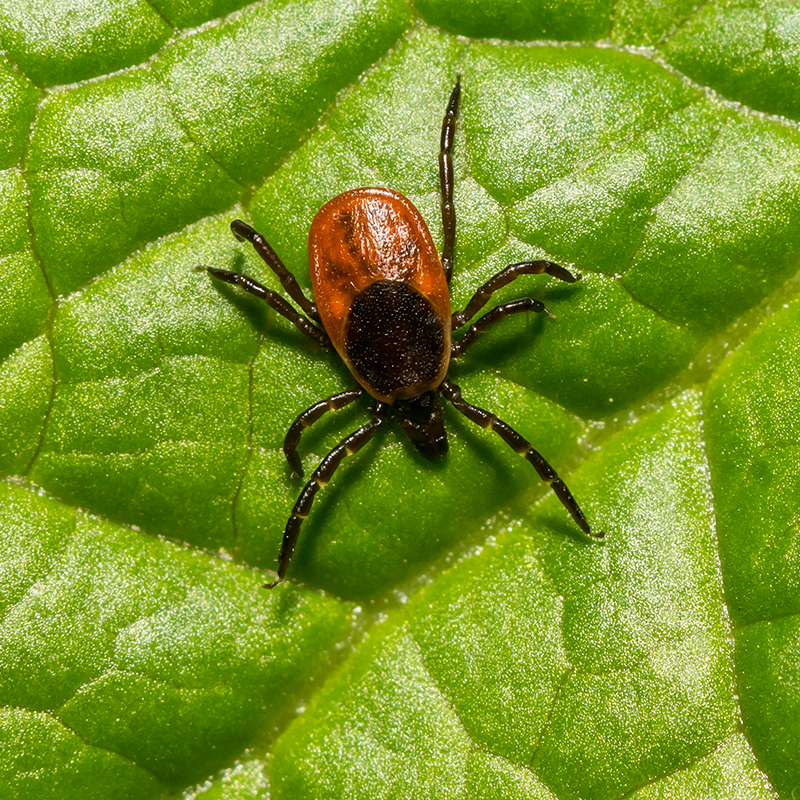 Don’t let ticks ruin a day outdoors: Take simple steps to prevent tick bites