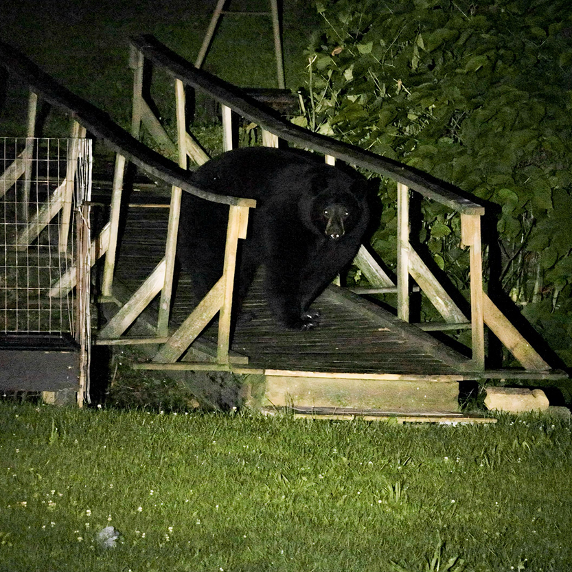 Kentucky Wildlife officials warn of increased black bear sightings statewide