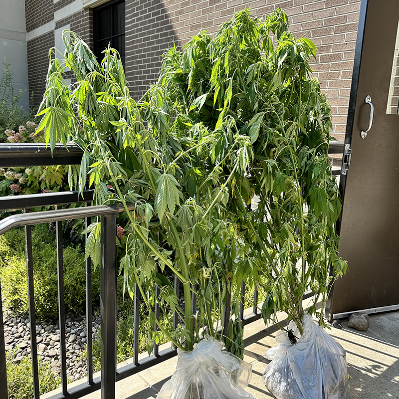 Potted pot plants seized in Lovely