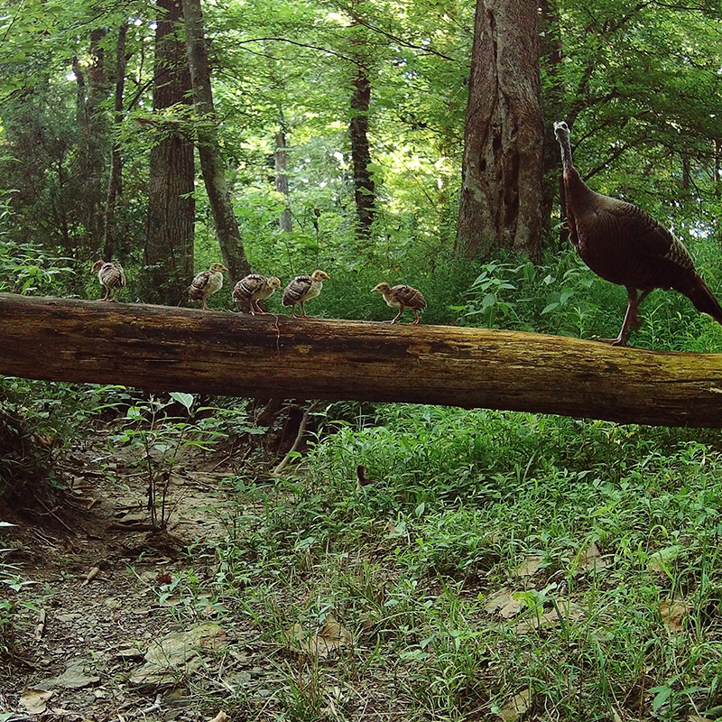 Report summer wild turkey sightings online