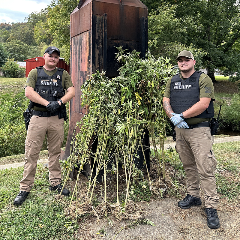 Deputies burn illegal pot plants