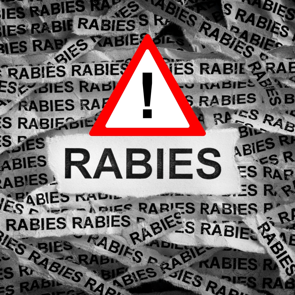 Kentucky reports rare human rabies death