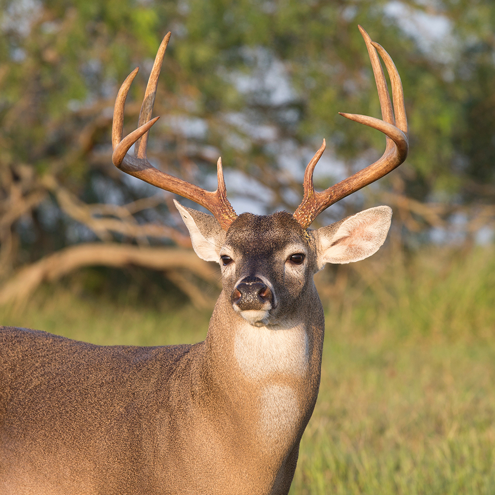 Hunters achieve near-record deer harvest