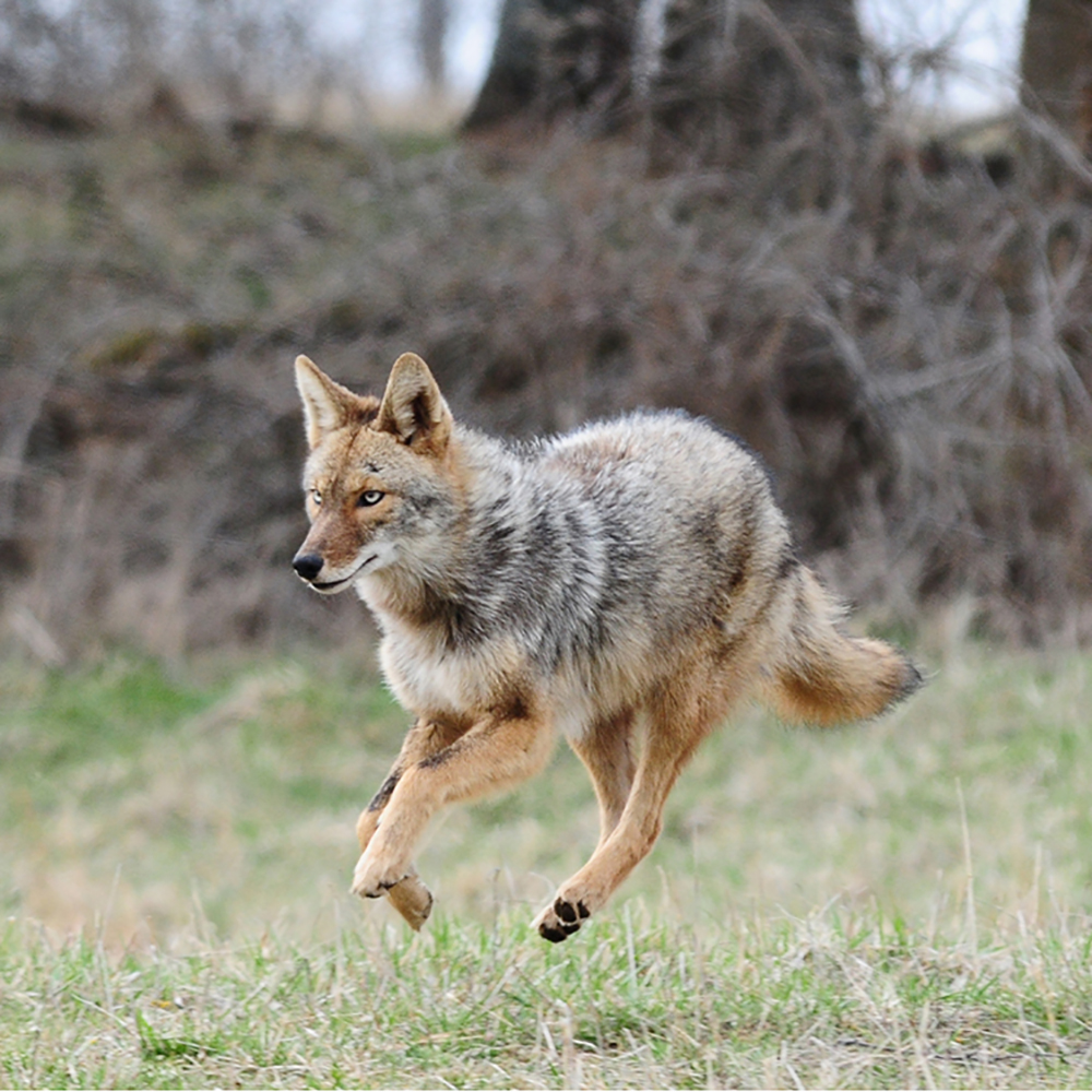 Coyote sightings increase with winter mating season