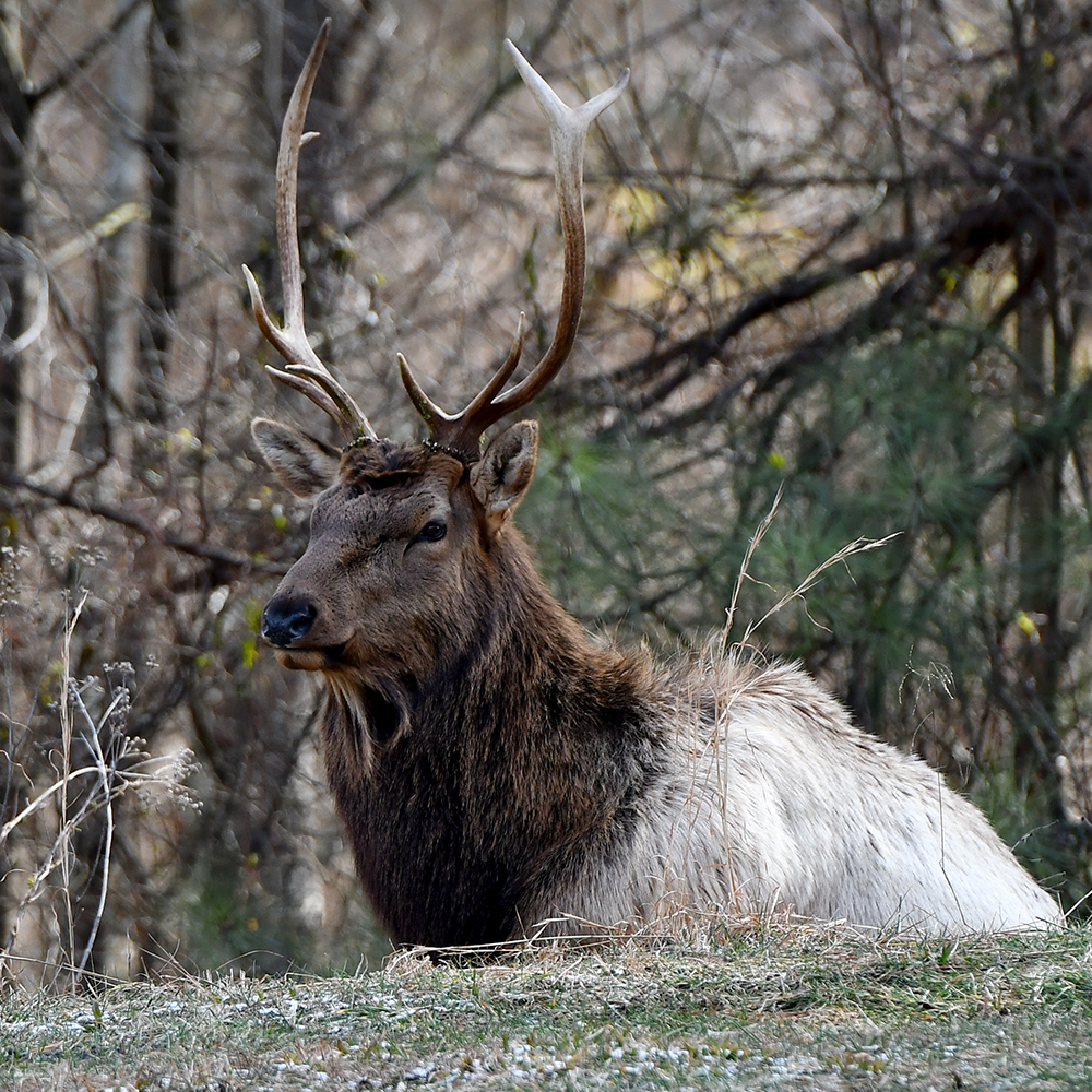 Highland Majesty