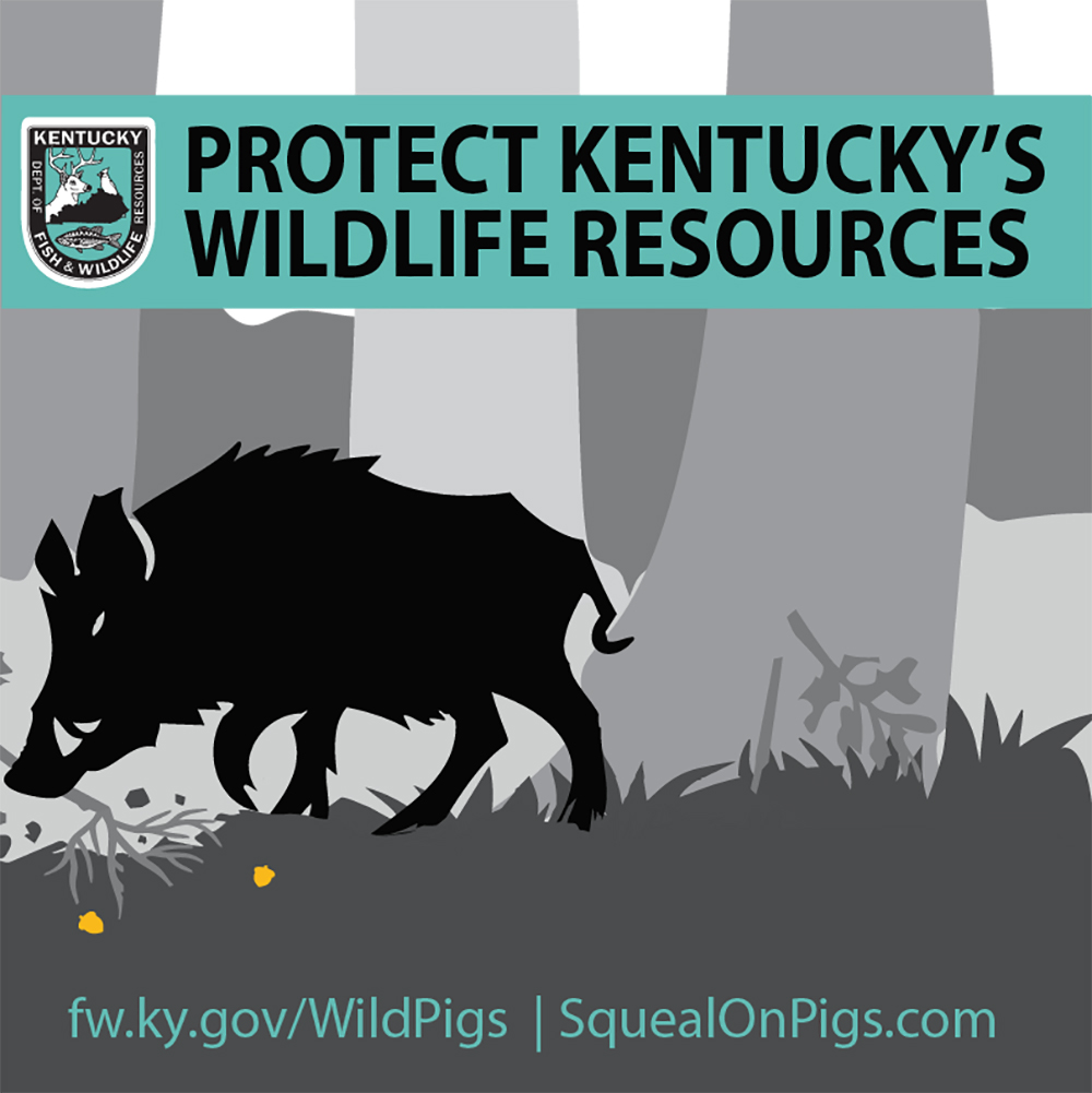 Kentucky Fish and Wildlife urges public to report wild pig sightings