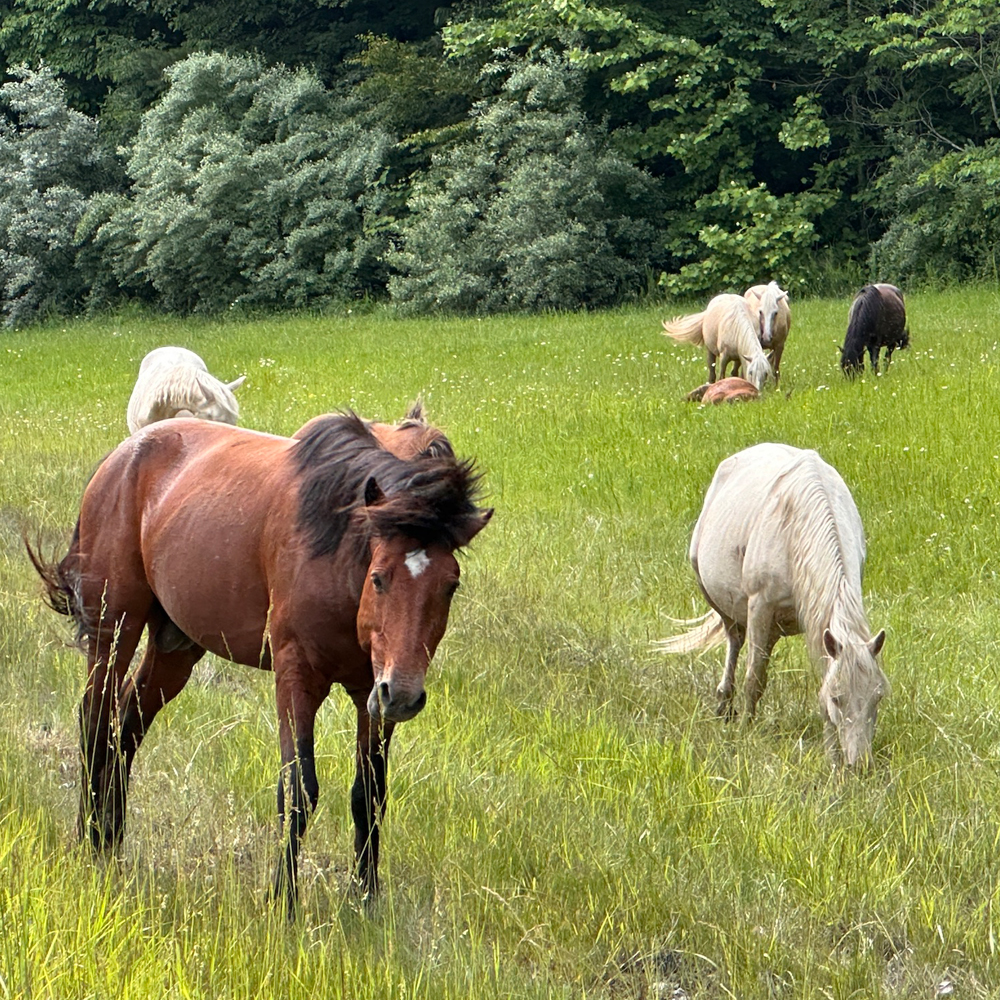 Horses roam roadside