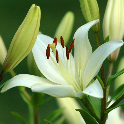 Robert Lee Waller Obituary
