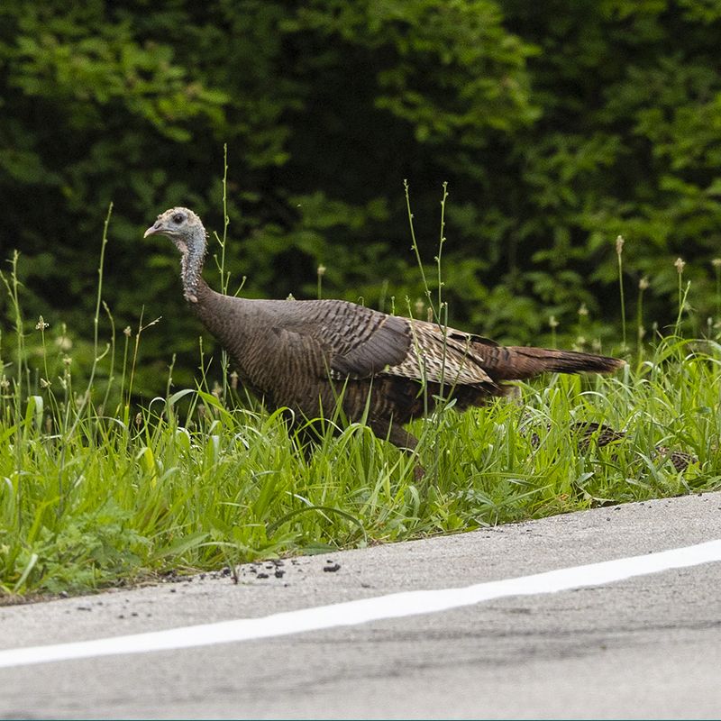 Public asked to report wild turkey sightings this summer