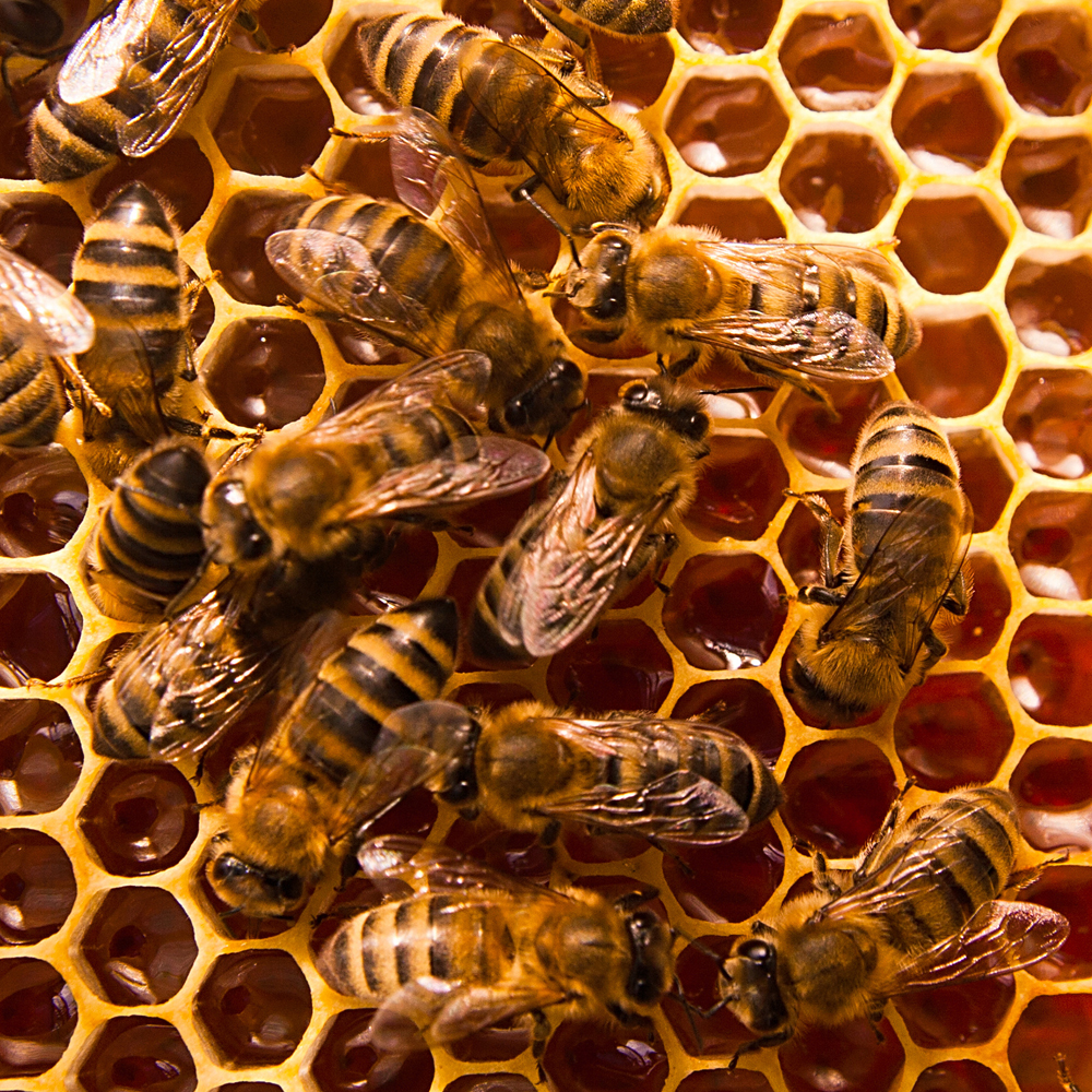 Extension Notes: Beekeepers meeting Sept. 8