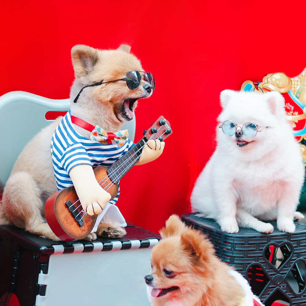 Pets take the stage at Harvest Fest