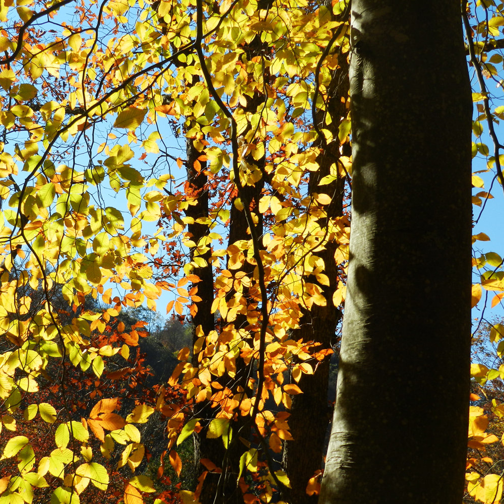 Living near green spaces, trees leads to better health