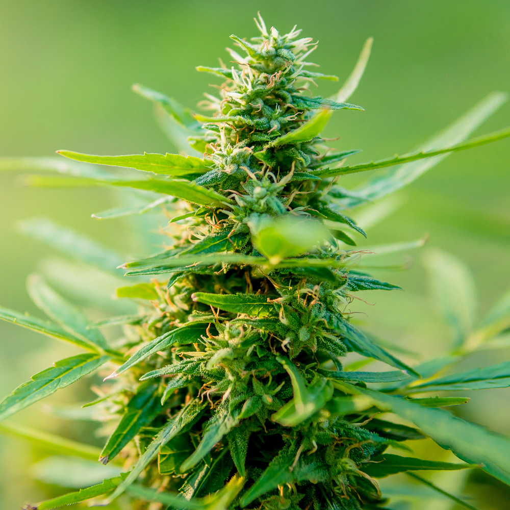 Kentucky’s first medical marijuana crop nears harvest