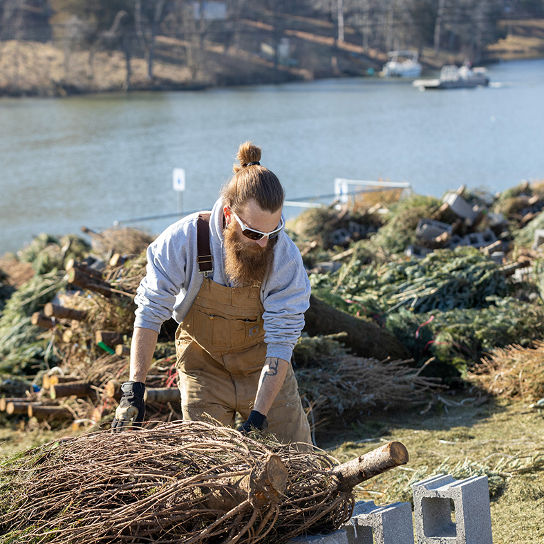 Donated Christmas trees give fish a new home