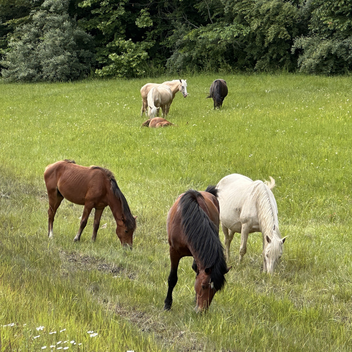 Sheriff urges action as feral horses create danger on New Route 3