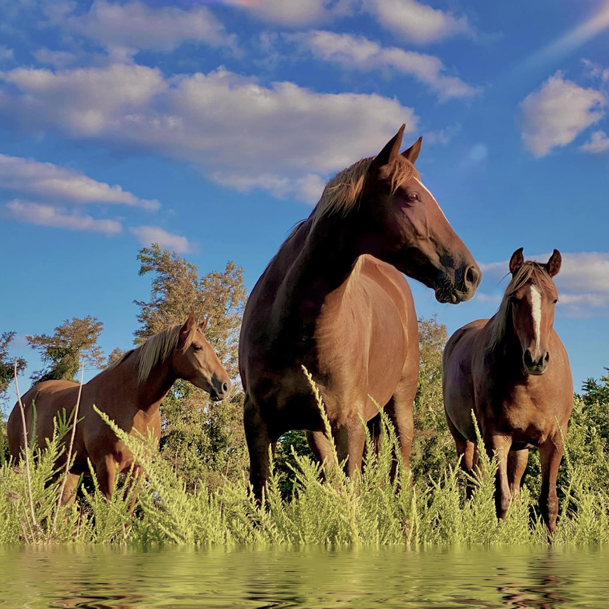 Martin County approves birth control plan for feral horses