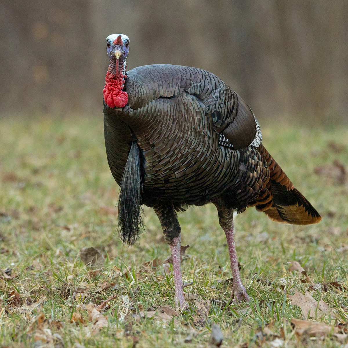 Turkey season opens April 4 with strong outlook in Kentucky