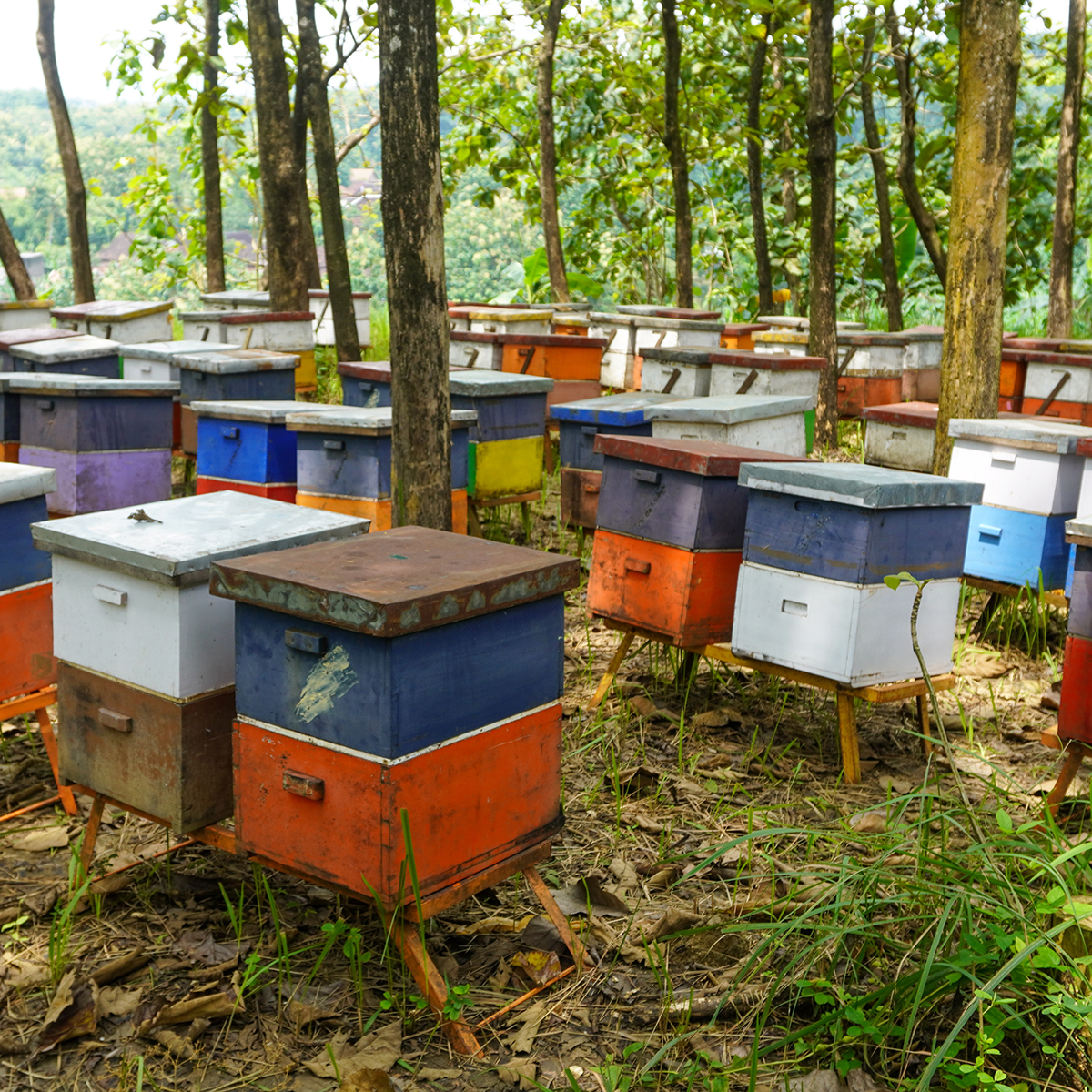 Extension office to host swarm trap workshop for aspiring beekeepers