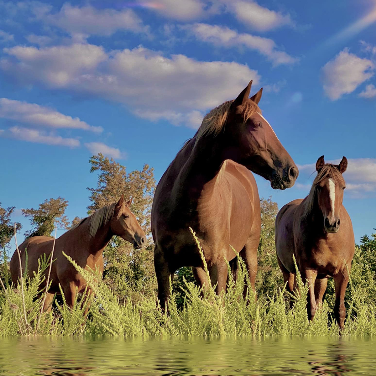 Needed first step on feral horse problem