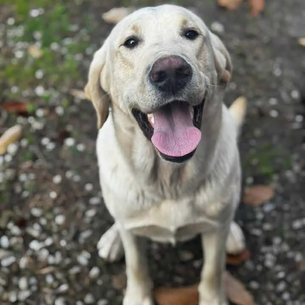 Sheriff investigates ‘heinous’ killing of family dog in Mingo County